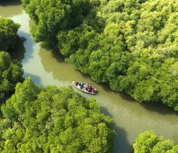 Kayak in The World’s Largest Mangrove Forest in Pichavaram - Throughlocals