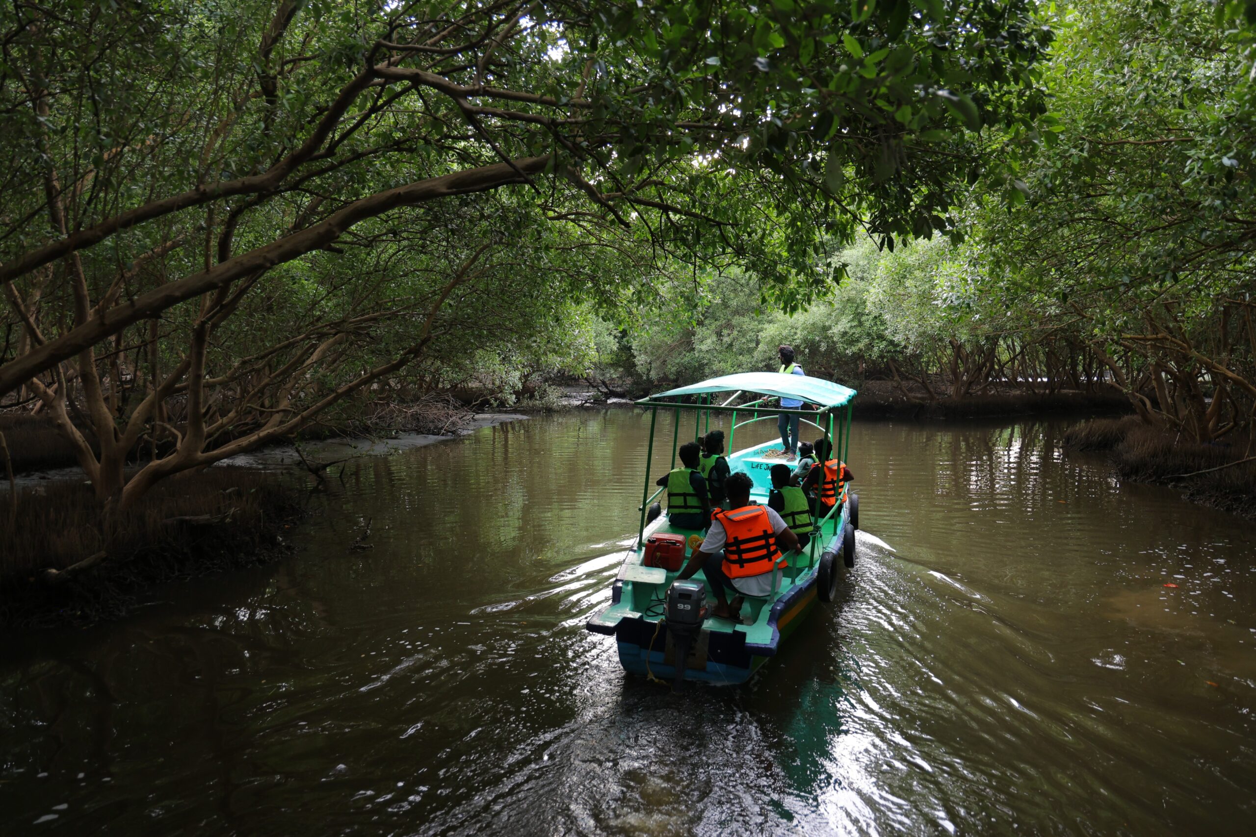 Mangrove forests