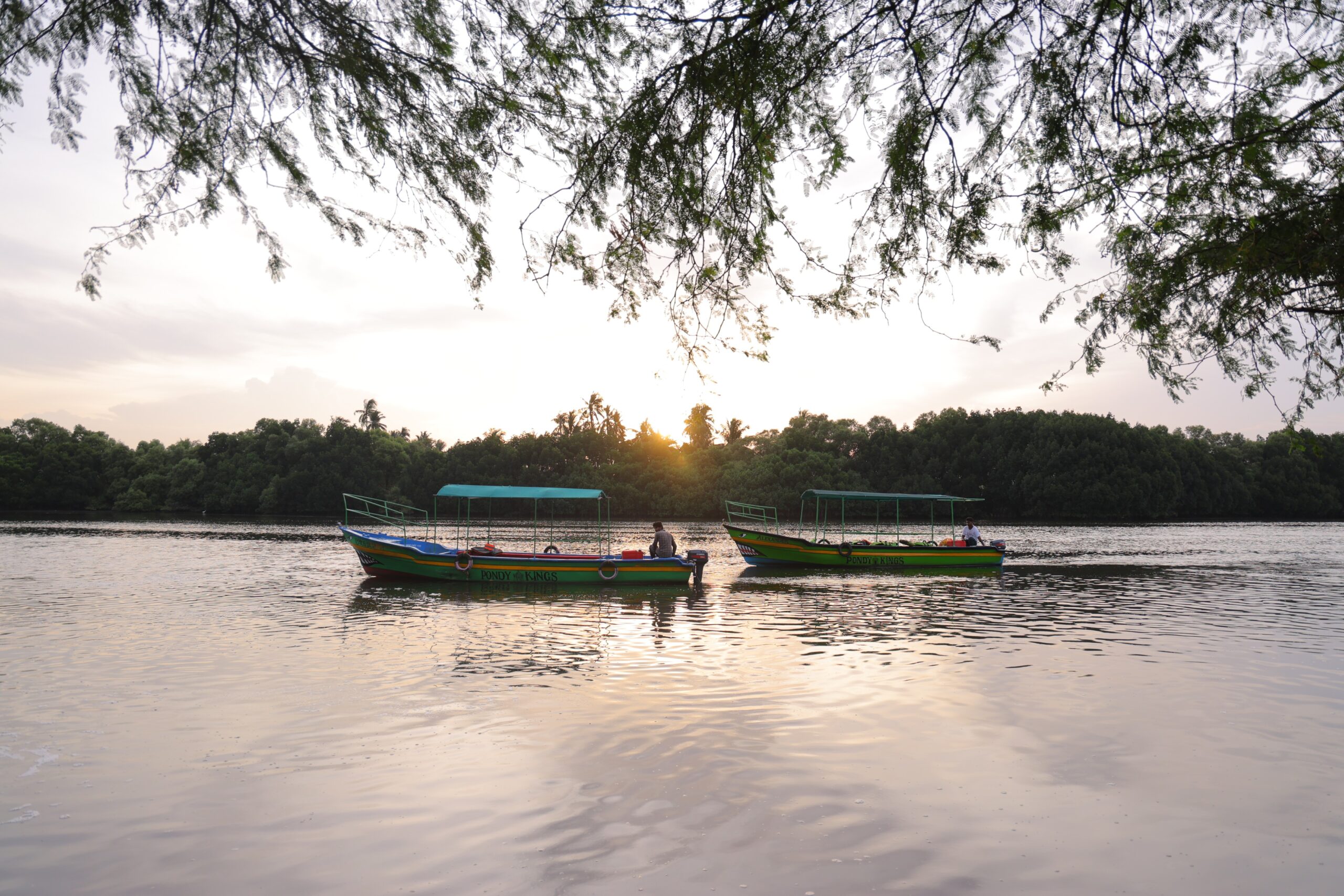 Mangrove sunset