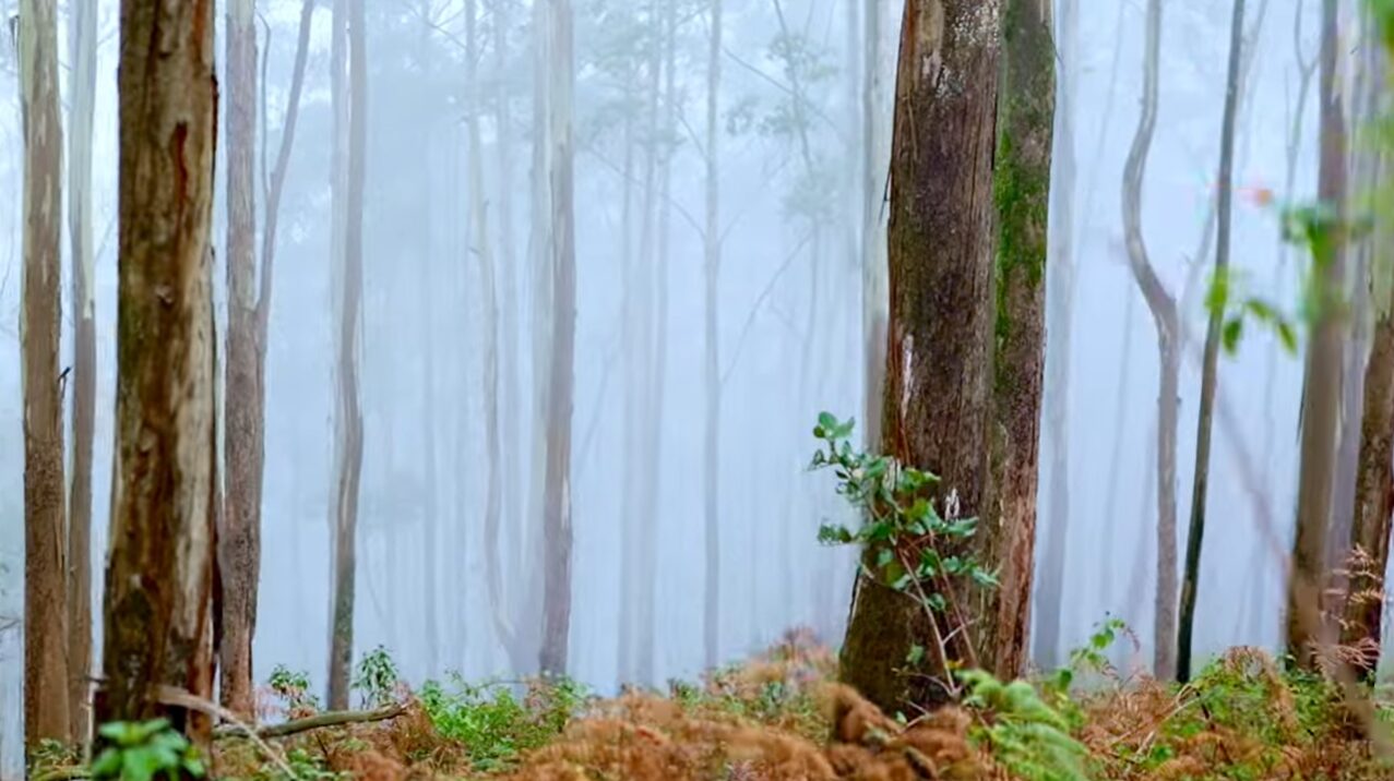 Yercaud trek 6