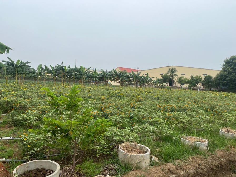 Inspace rose farm