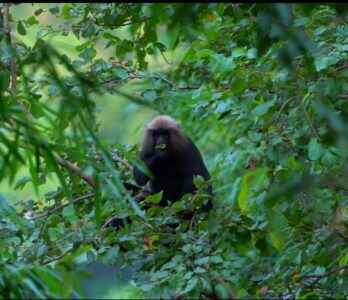 kalikesam-balamore-gallery 3