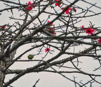 kalikesam-balamore-gallery 7