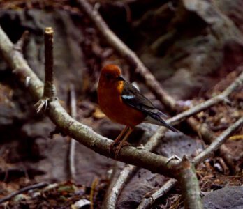 kutladampatti-trekking-photo3