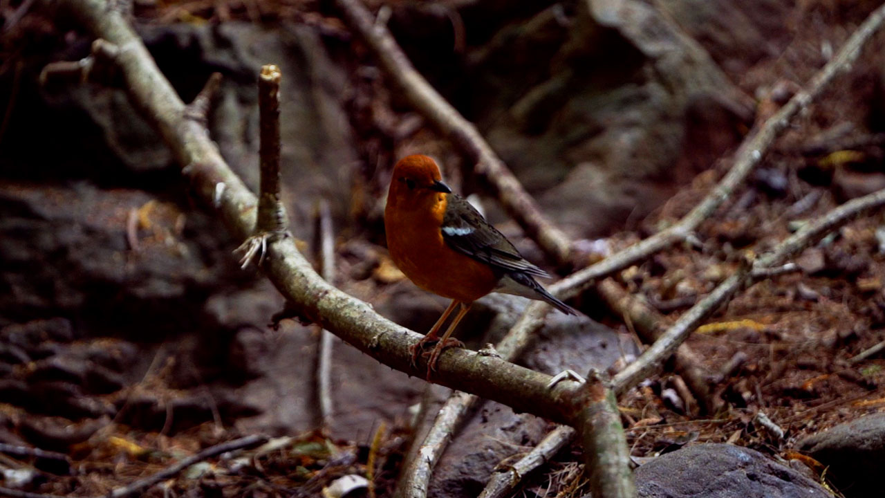 kutladampatti-trekking-photo3