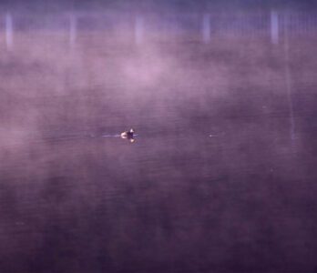 vattakanal-to-vellakavi-treking-2 (1)