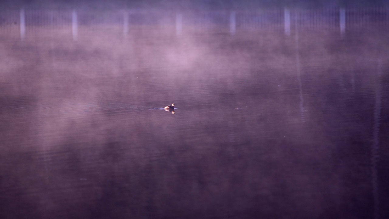 vattakanal-to-vellakavi-treking-2 (1)