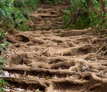 vattakanal-to-vellakavi-treking-3 (1)