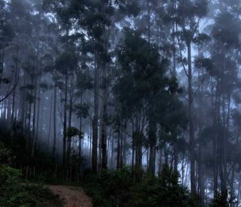 vattakanal-to-vellakavi-treking-4 (1)