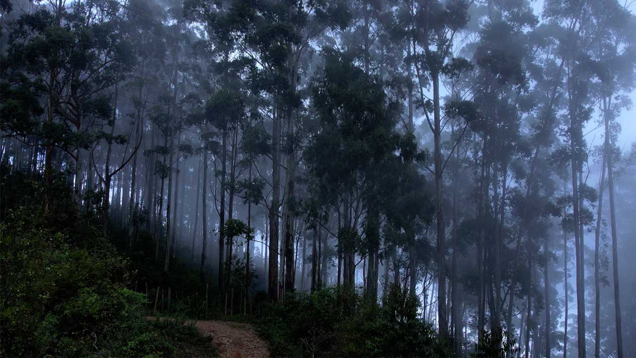 vattakanal-to-vellakavi-treking-4 (1)