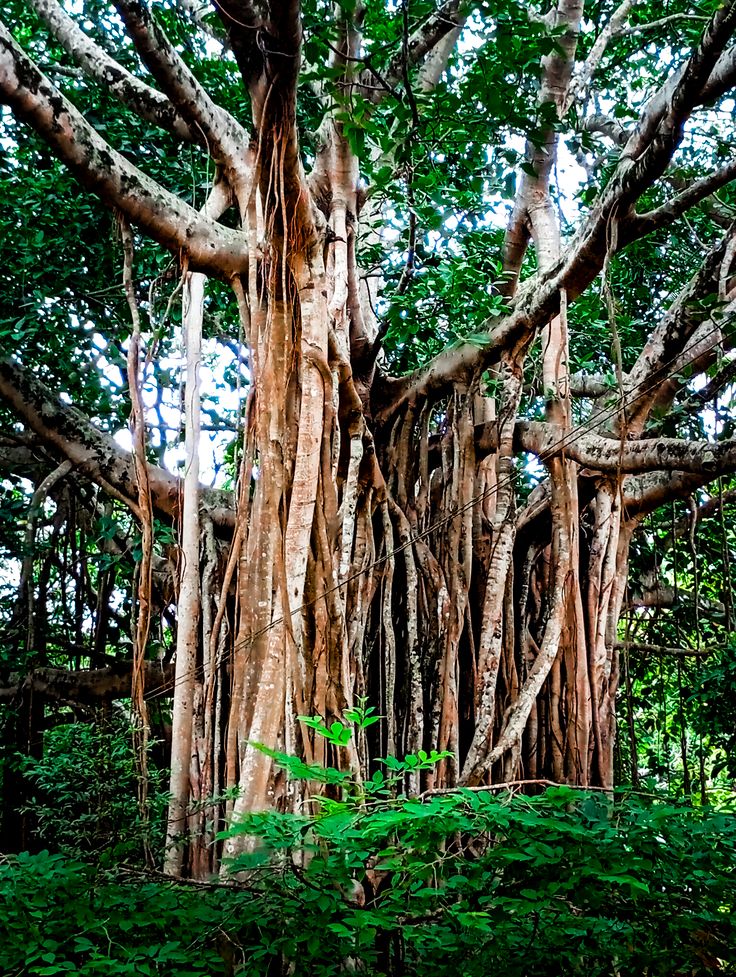 Theosophical Society 1