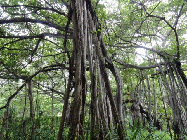 Theosophical Society 4