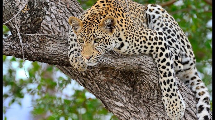 female_leopard